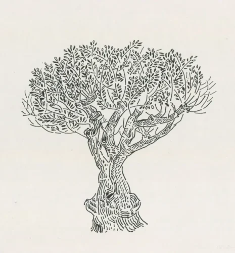 Ελαιόδεντρο (Κρήτη), 1978, μελάνι σε χαρτί, 40 x 29,3 εκ., ιδιωτική συλλογή